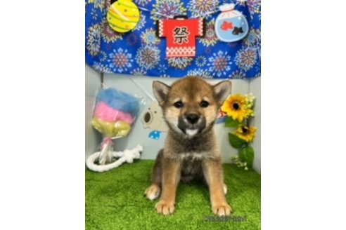 成約済の北海道の柴犬-253326の9枚目
